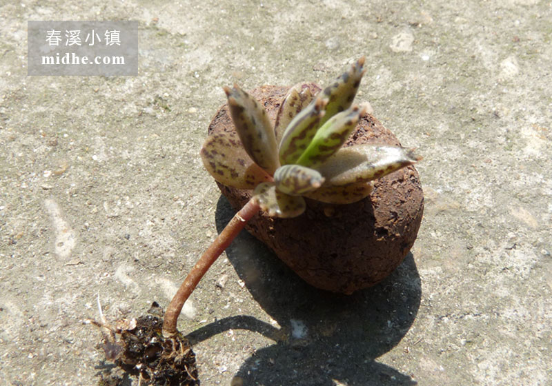 不死鸟（苗）-春溪小镇