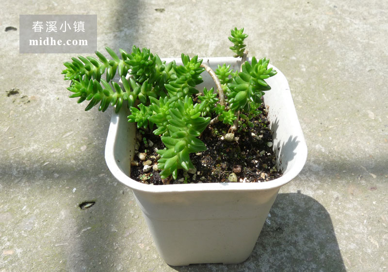 白花小松（小号万象盆）-春溪小镇