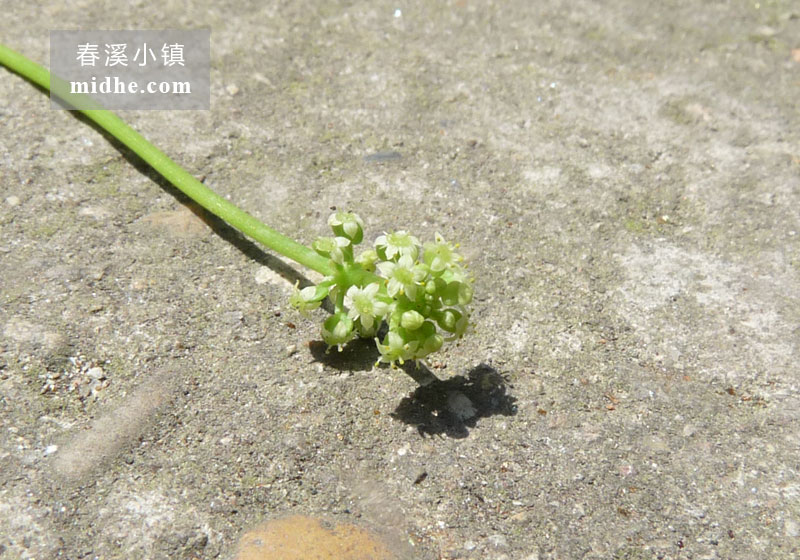 铜钱草（花）-春溪小镇