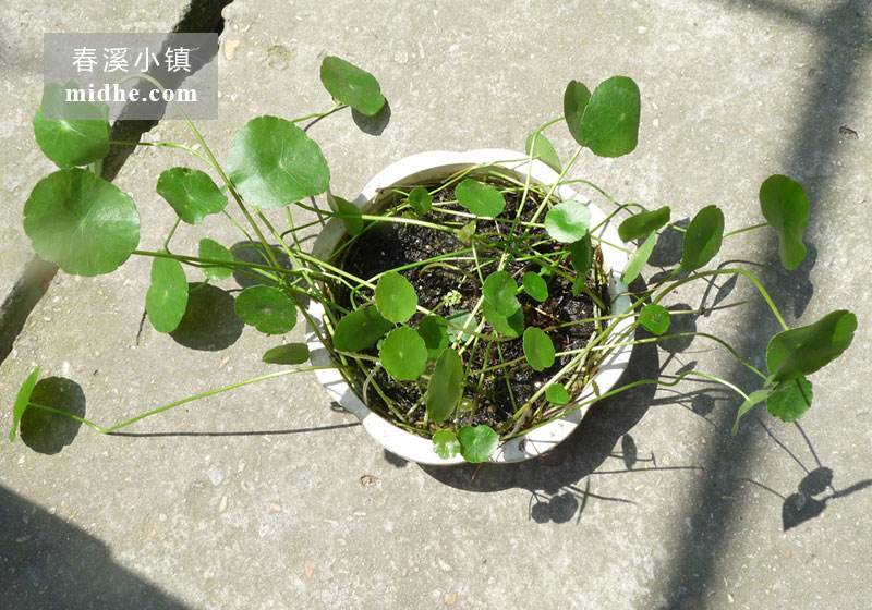 铜钱草（浅底塑料花盆）-春溪小镇